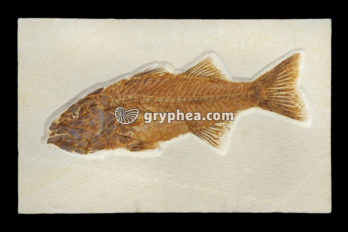 Poisson fossile Mioplosus sp. (Eocène, -40 Ma, USA) - gryphea.com